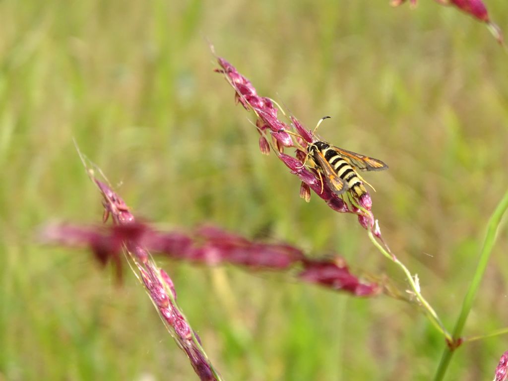 Pyropteron chrysidiformis, ID corretto?